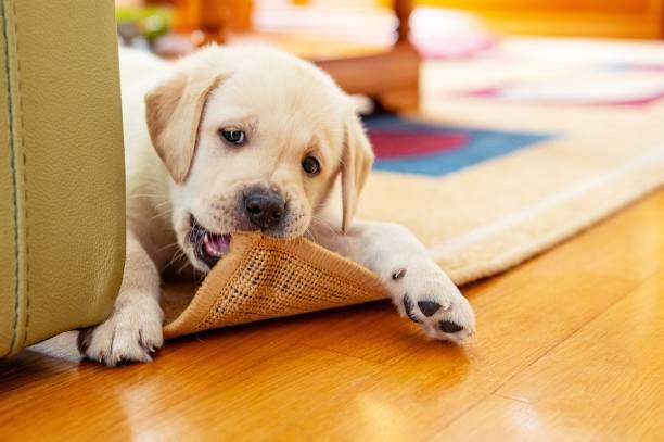A Guide on Choosing Pet-Friendly Carpets